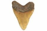 Fossil Megalodon Tooth - North Carolina #192487-1